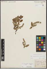 Foto von Salix appendiculata Vill. x Salix waldsteiniana Willd.